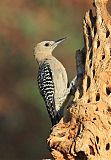 Gila Woodpecker